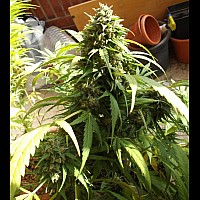 Auto Afghan Bullet Feminised Auto Afghan Bullet Feminised