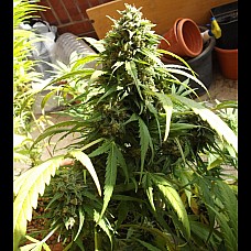 Auto Afghan Bullet Feminised