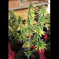 Auto Afghan Mass Feminised