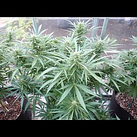 Auto Alter Ego Feminised Auto Alter Ego Feminised