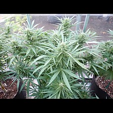 Auto Alter Ego Feminised