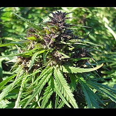 Auto Amnesia Haze Feminised