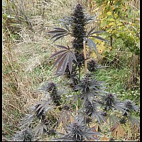 Auto Anesthesia Feminised