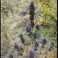 Auto Anesthesia Feminised