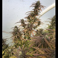 Auto Big Demon Feminised