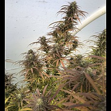 Auto Big Demon Feminised Auto Big Demon Feminised