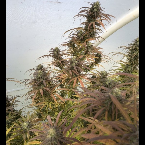 Сорт конопли Auto Big Demon Feminised Сорт конопли Auto Big Demon Feminised