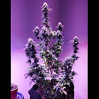 Auto Big Devil Feminised