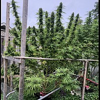 Auto Bishkek Feminised Auto Bishkek Feminised