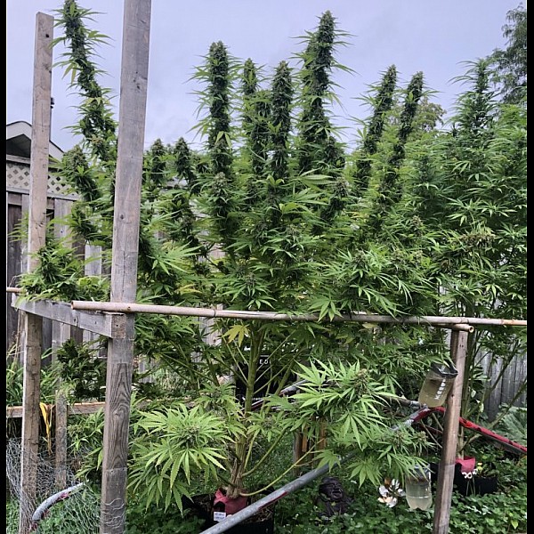 Сорт конопли Auto Bishkek Feminised Сорт конопли Auto Bishkek Feminised