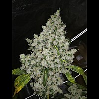 Auto Black Domina Feminised