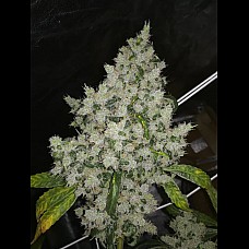 Auto Black Domina Feminised