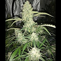 Auto Black Jack Feminised