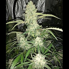 Auto Black Jack Feminised Auto Black Jack Feminised