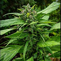 Auto Blue Cheese Feminised