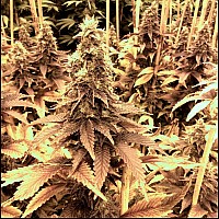 Auto Cheese Feminised Auto Cheese Feminised