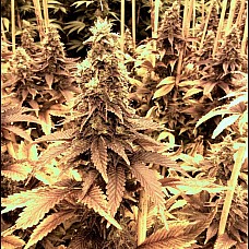 Auto Cheese Feminised