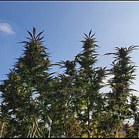 Auto Critical Feminised Auto Critical Feminised