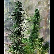 Auto Dr. Grinspoon Feminised