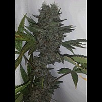 Auto Durban Poison Feminised Auto Durban Poison Feminised
