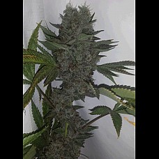 Auto Durban Poison Feminised