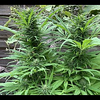 Auto Fast Bud Feminised