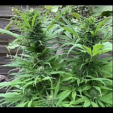 Auto Fast Bud Feminised