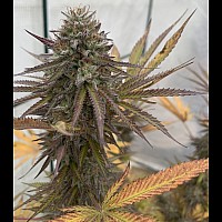 Auto Fastberry Feminised