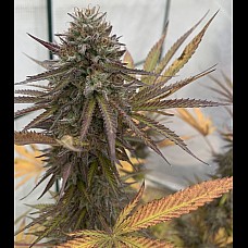 Auto Fastberry Feminised Auto Fastberry Feminised