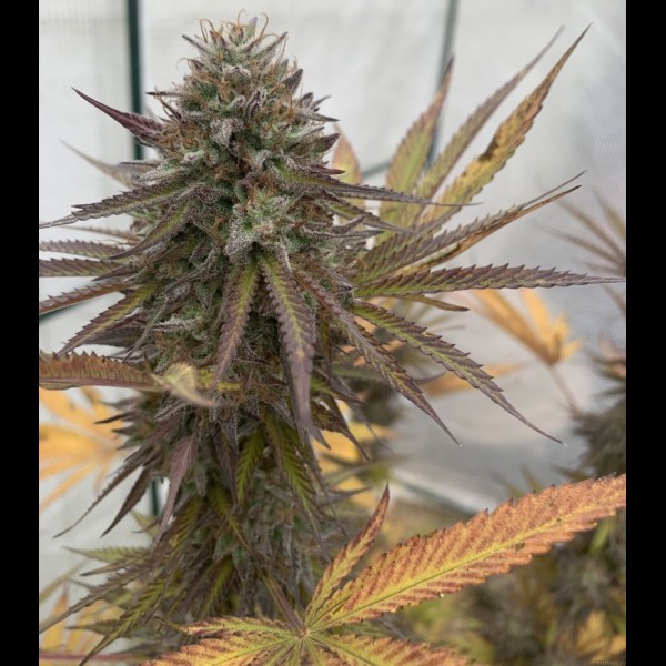 Сорт конопли Auto Fastberry Feminised Сорт конопли Auto Fastberry Feminised