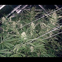 Auto Haze Xxl Feminised