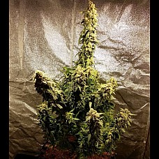 Auto Jack Herer Feminised