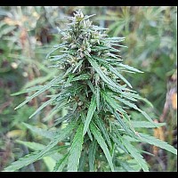 Auto Lowryder №2 Feminised