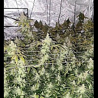 Auto Mexican Airlines Feminised