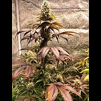 Auto Pineapple Express Feminised