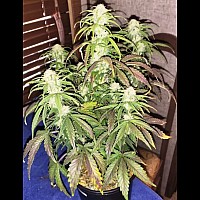 Auto Skunk Feminised