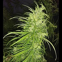 Auto Sweet Skunk Feminised Auto Sweet Skunk Feminised