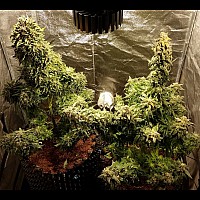 Auto Vertigo Feminised