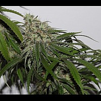 Auto White Haze Feminised