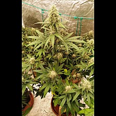 Auto Татарская ракета Feminised 