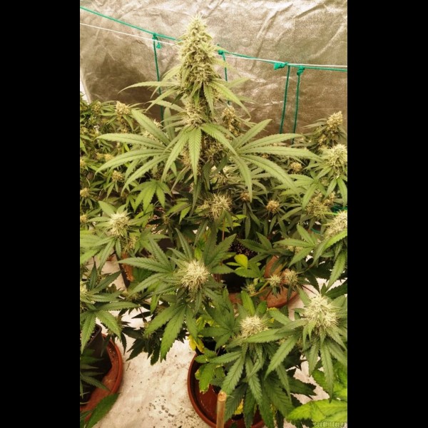 Сорт конопли Auto Татарская ракета Feminised Сорт конопли Auto Татарская ракета Feminised