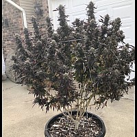 Auto Afghan Kush Feminised Auto Afghan Kush Feminised