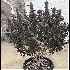 Auto Afghan Kush Feminised