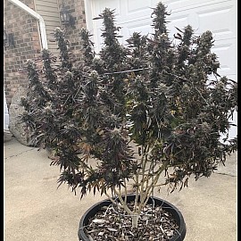 Auto Afghan Kush Feminised