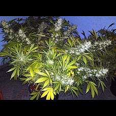 Auto Ak-47 Feminised Auto Ak-47 Feminised