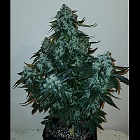 Auto AK-47 XL Feminised