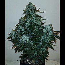 Auto AK-47 XL Feminised