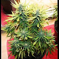 Auto Ak-49 Feminised