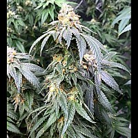 Auto Astronaut Feminised