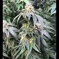 Auto Astronaut Feminised